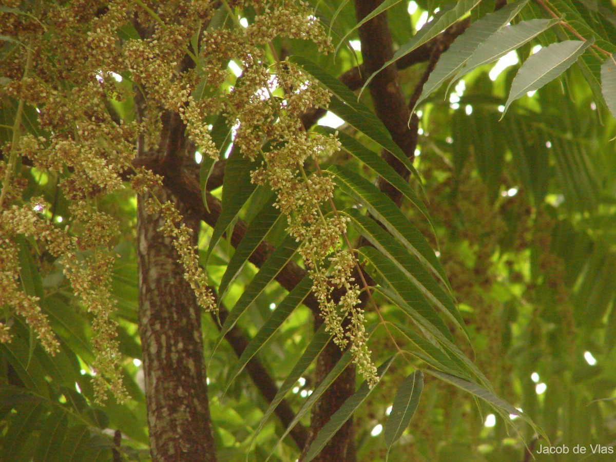 Toona sinensis (Juss.) M.Roem.